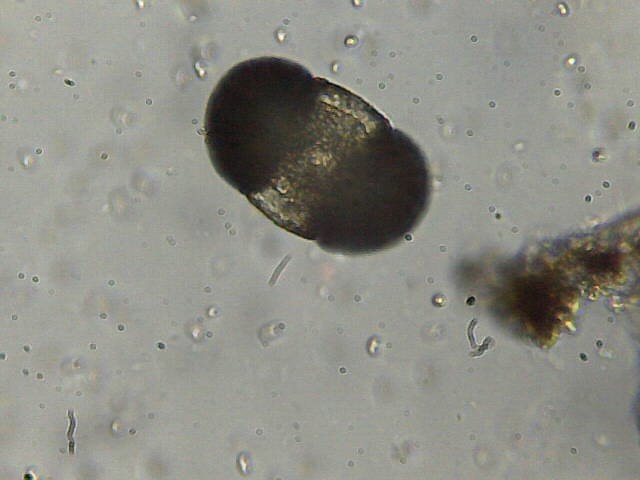 Polline saccato